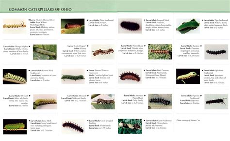 katerpilar|caterpillar identification pictures.